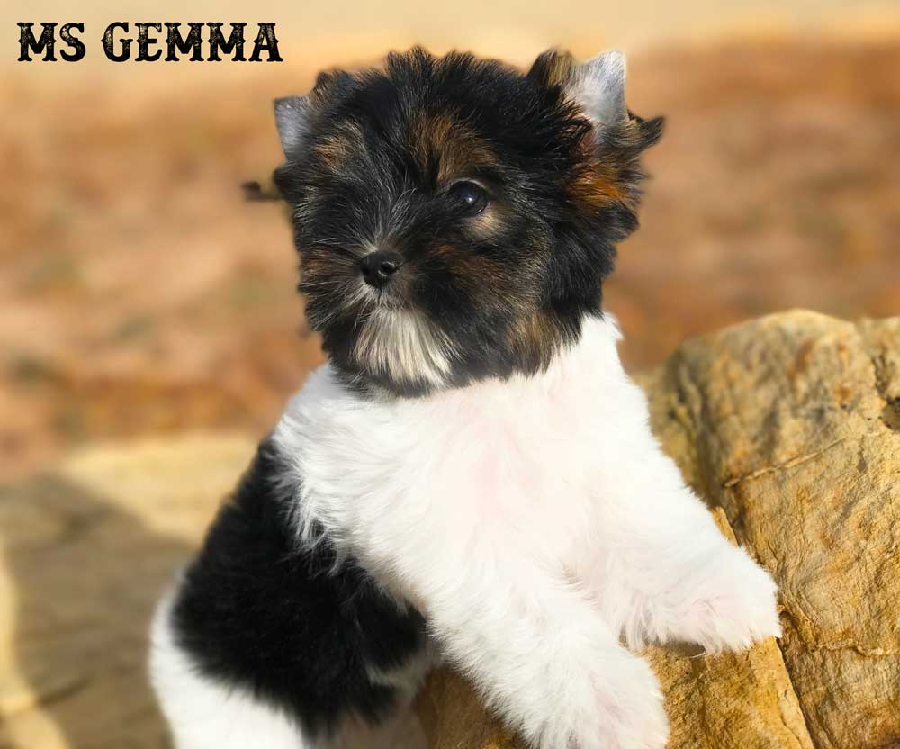 Ms Gemma Biewer Terrier Girl