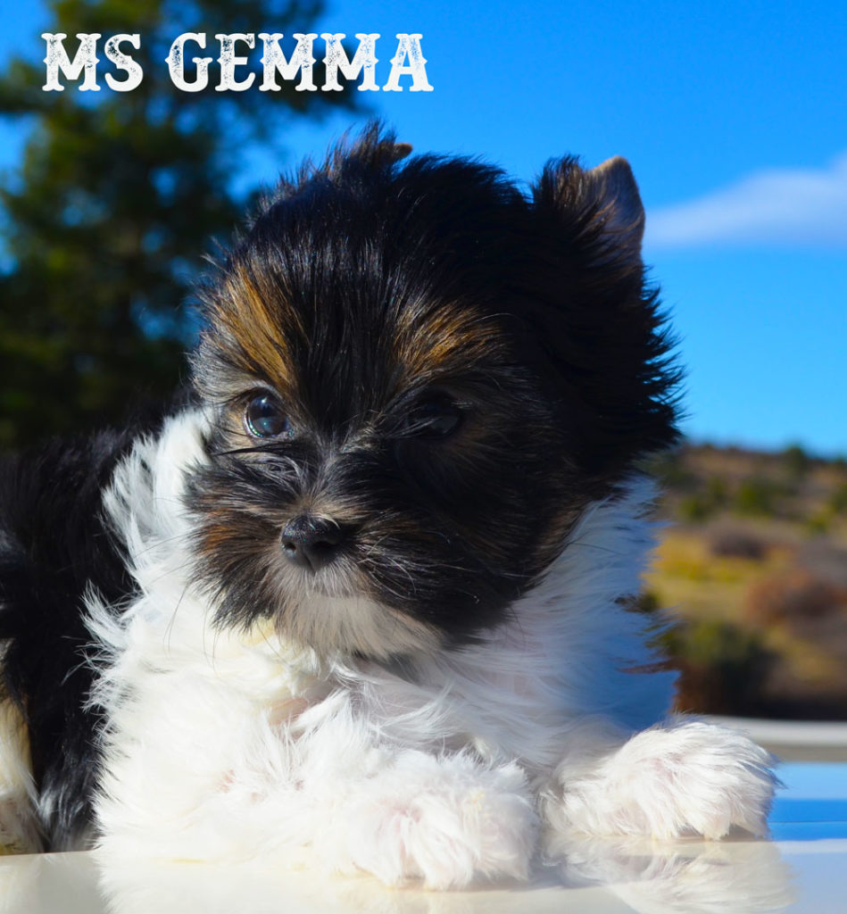 Ms Gemma AKC Biewer Terrier Girl