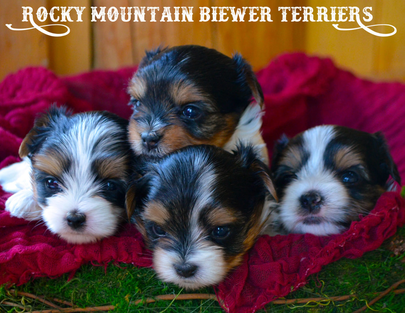Available Biewer Terrier Puppies