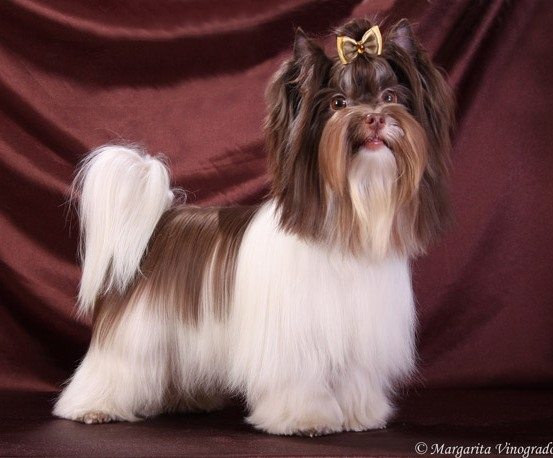 ORCHIDEA CHOCOLATE SHARNELL