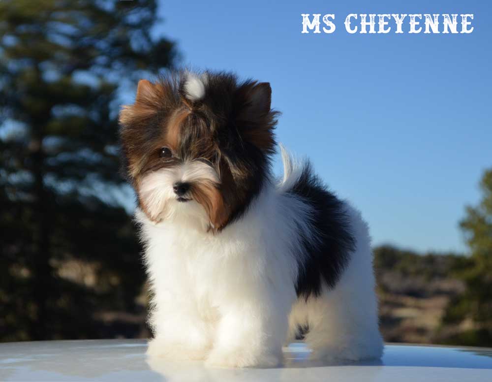 Ms Cheyenne Mini Biewer Girl
