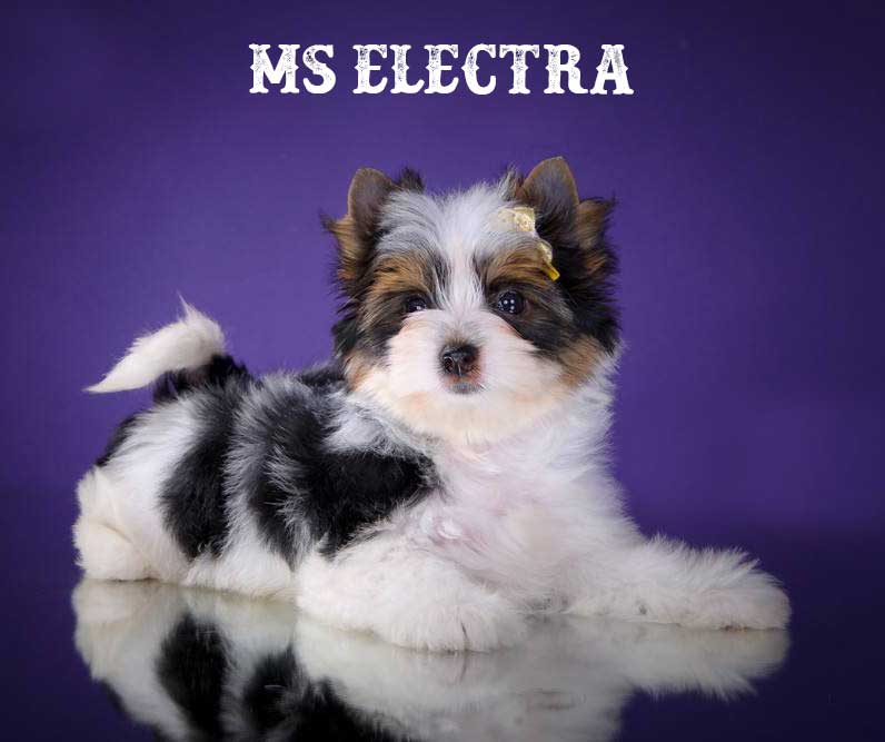 Ms Electra Biewer Terrier Girl