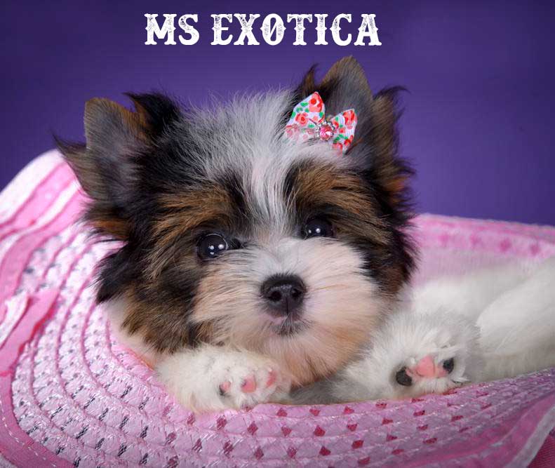 Ms Exotica Biewer Terrier Girl