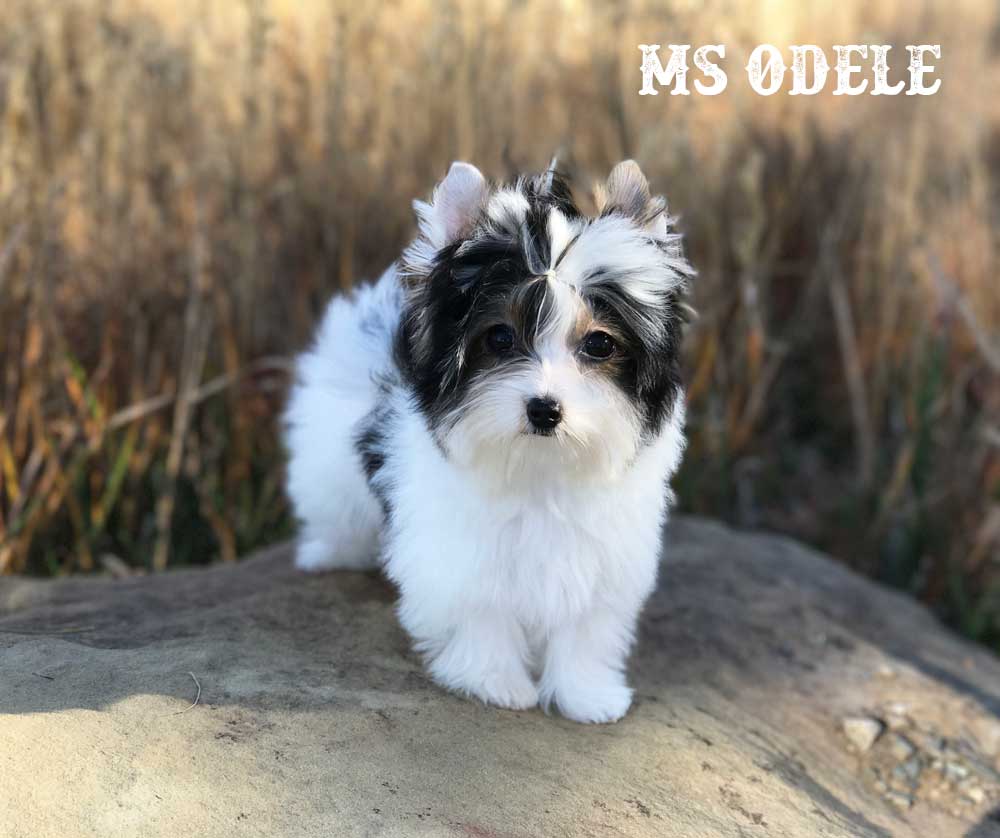 Ms Odele Biewer Terrier Girl