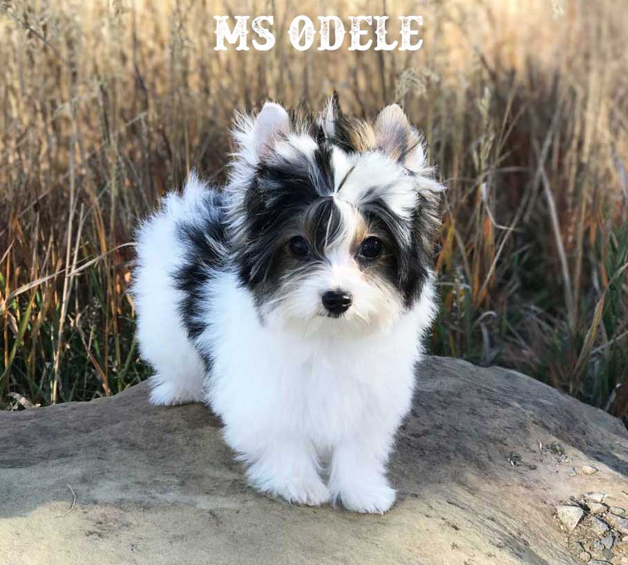 Ms Odele Biewer Terrier Girl
