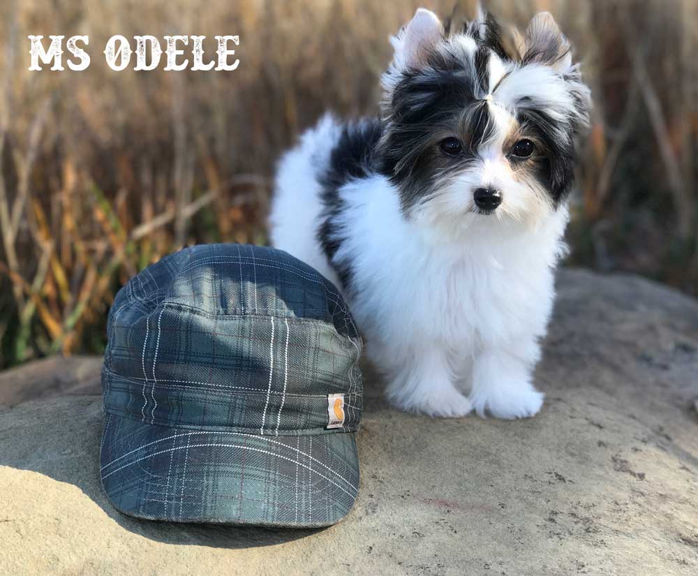 Ms Odele Biewer Terrier Girl