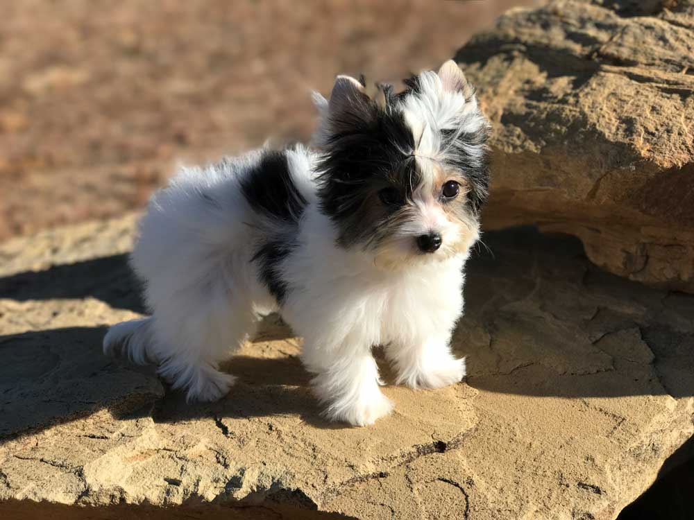 Ms Odele Biewer Terrier Girl