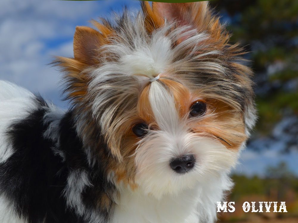 Ms Olivia Biewer Terrier Girl