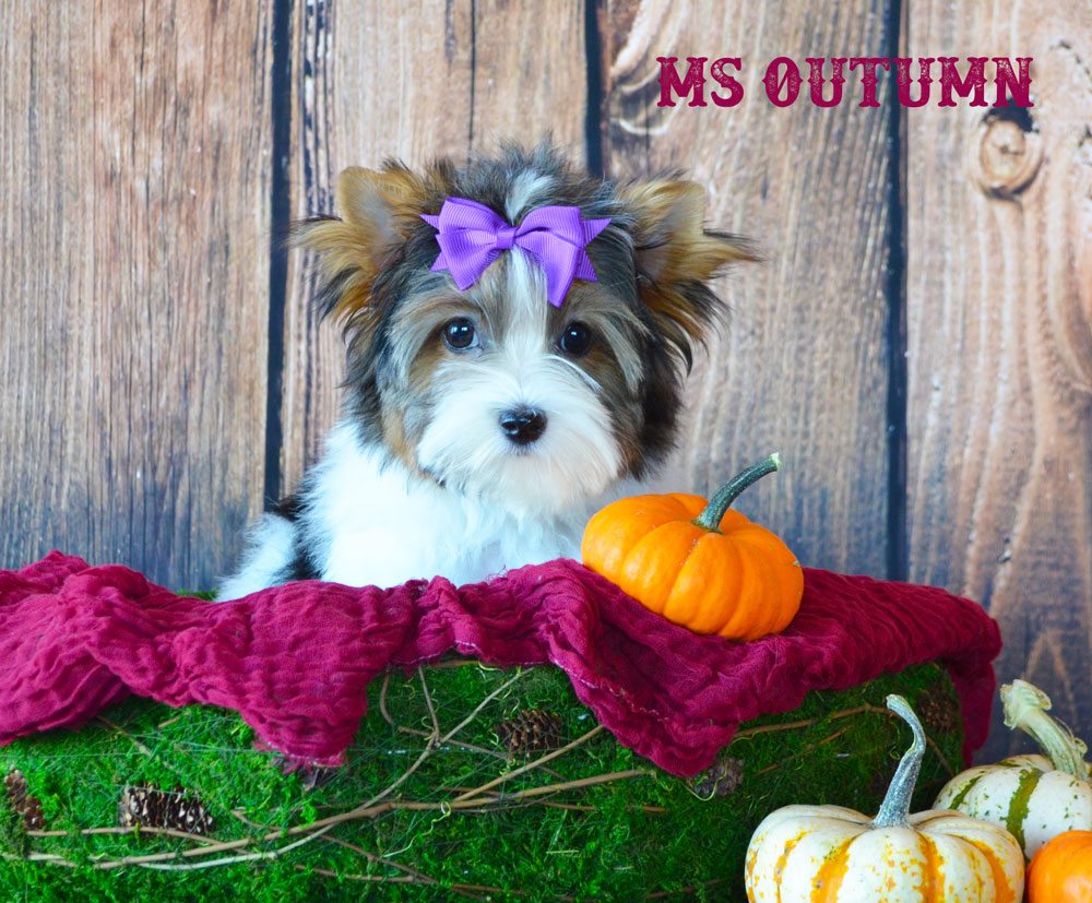 Ms Autumn Biewer Terrier Girl
