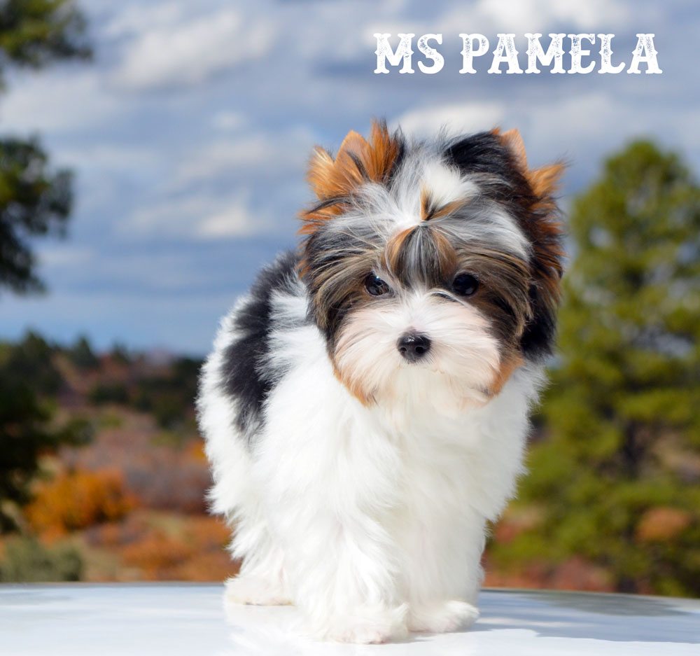 Ms Pamela Biewer Terrier Girl