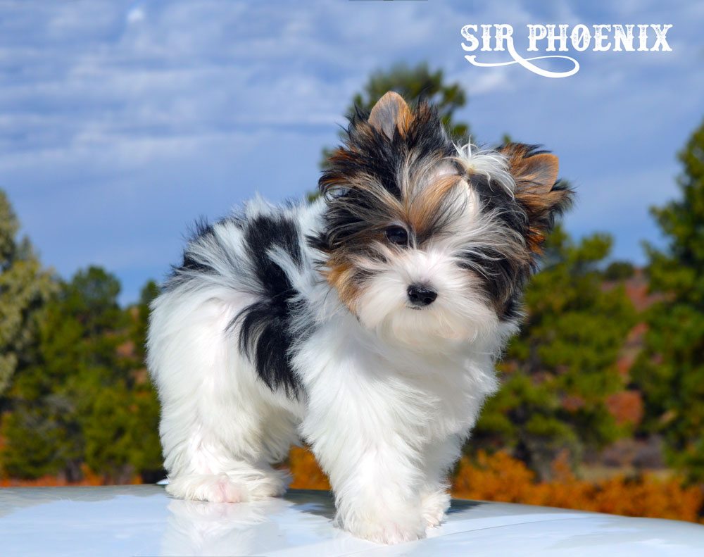 Sir Phoenix Biewer Terrier Boy