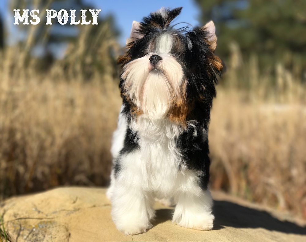 Ms Polly Biewer Terrier Girl