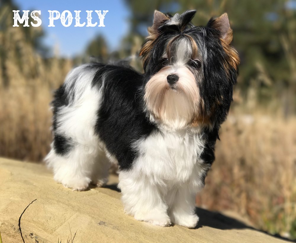 Ms Polly Biewer Terrier Girl