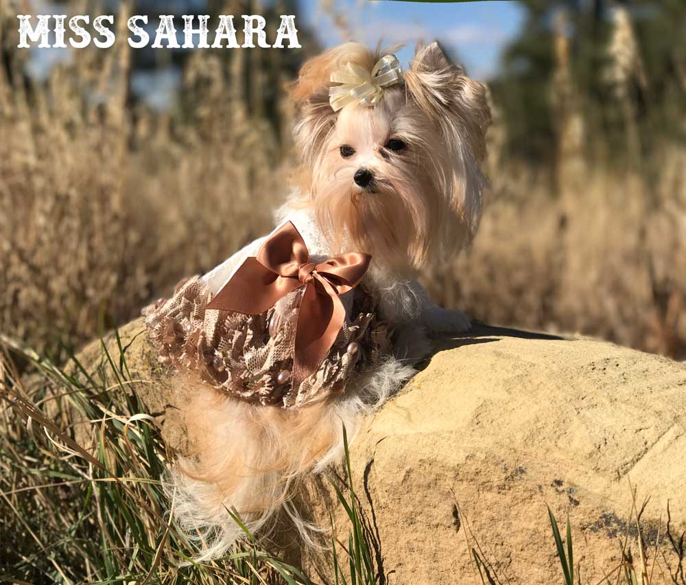 Sahara Biewer Terrier