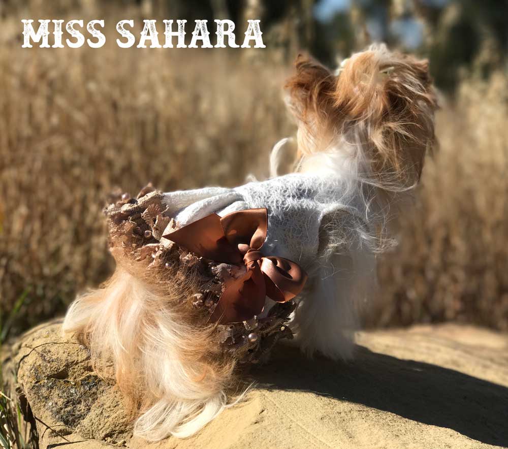 Sahara Biewer Terrier