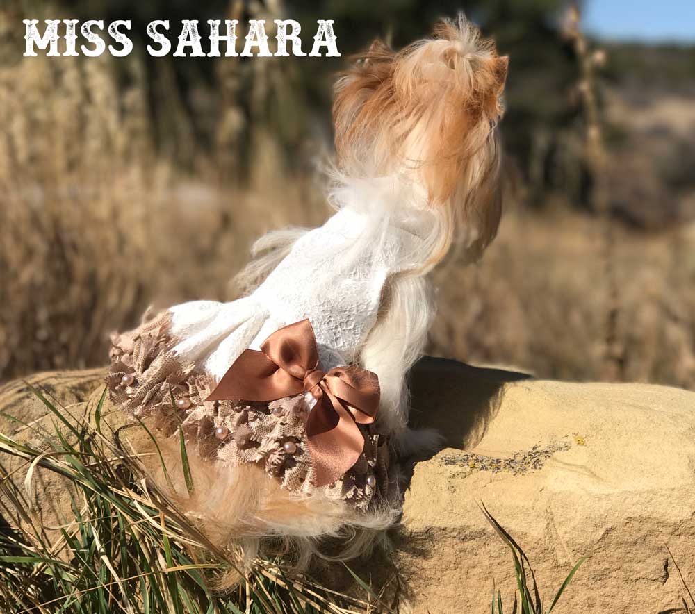 Sahara Biewer Terrier