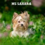 Ms Sahara Mini Golddust Girl