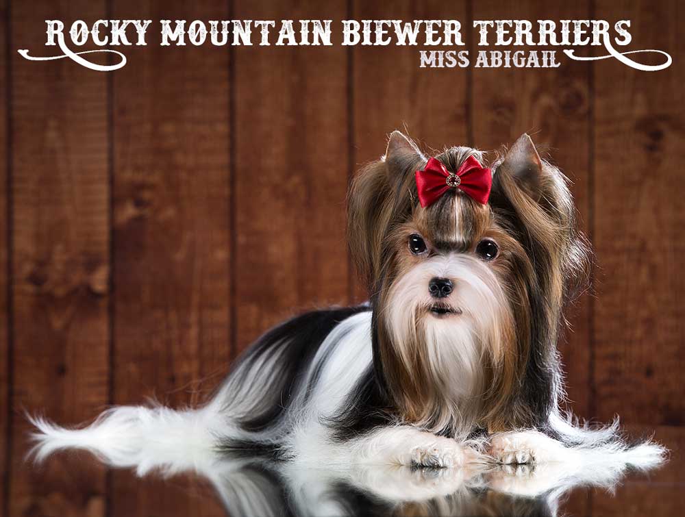 Miss Abigail Adult Mini Biewer Terrier