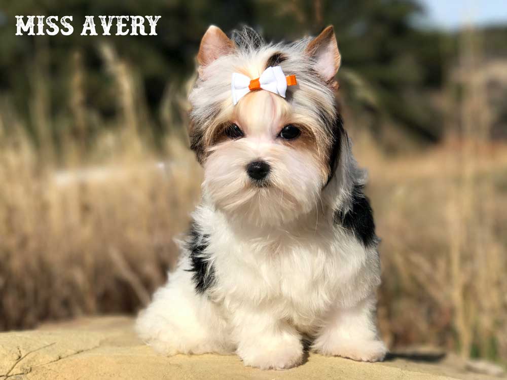 Avery Biewer Terrier
