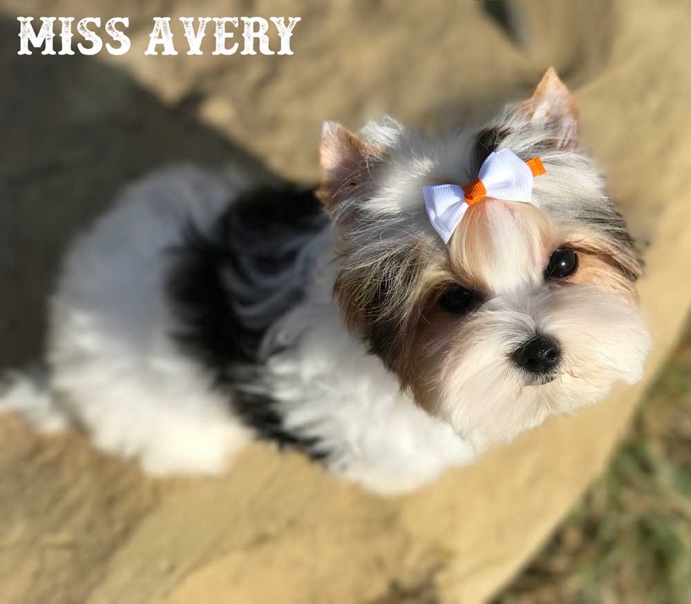 Avery Biewer Terrier