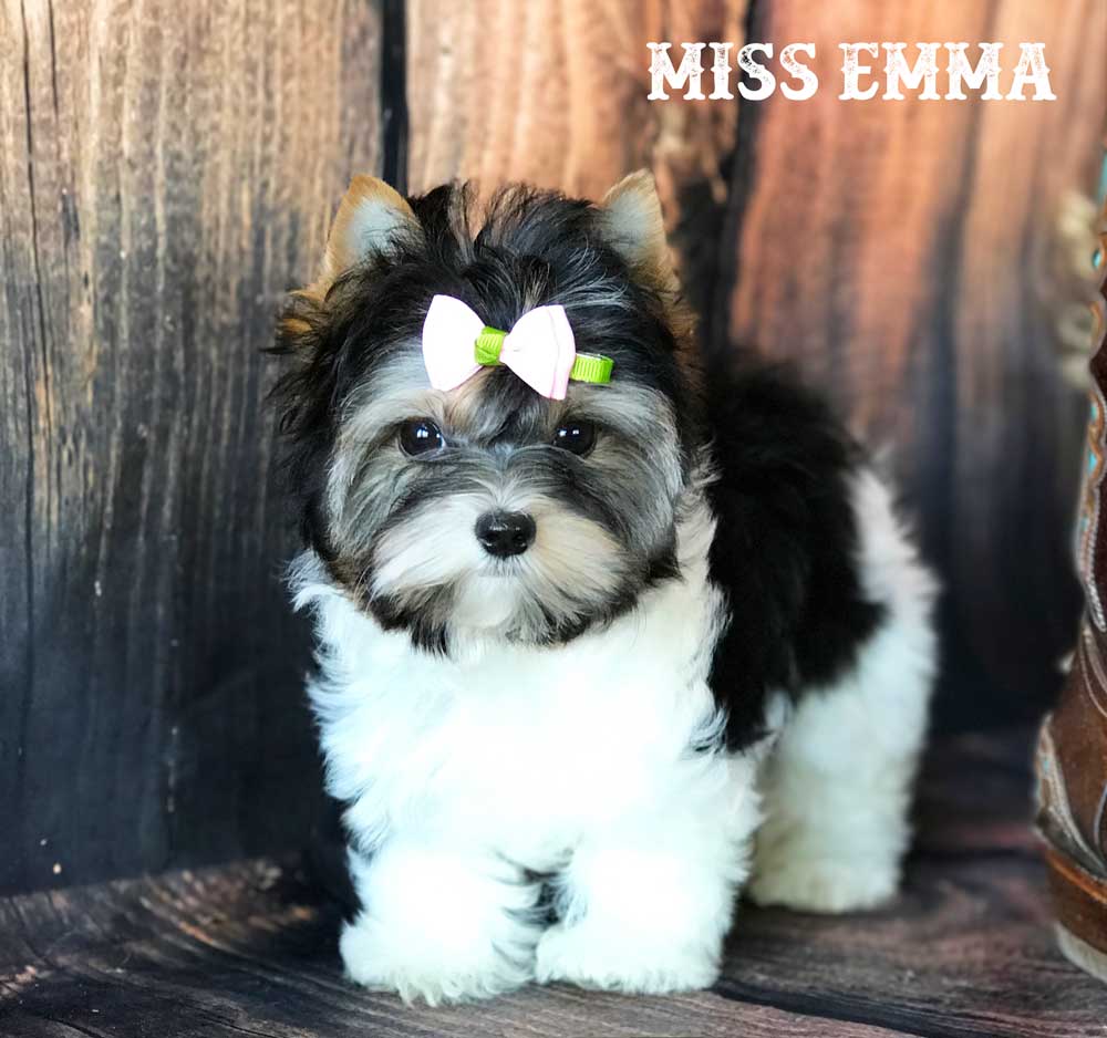 Ms Emma Mini Biewer Terrier Girl