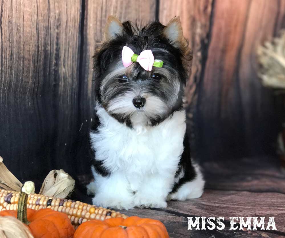 Ms Emma Mini Biewer Terrier Girl