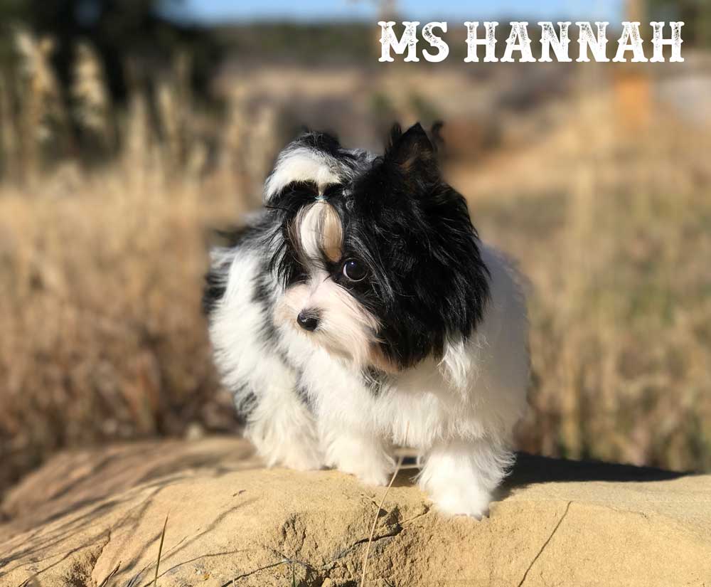 Ms Hannah Mini Biewer Terrier Girl