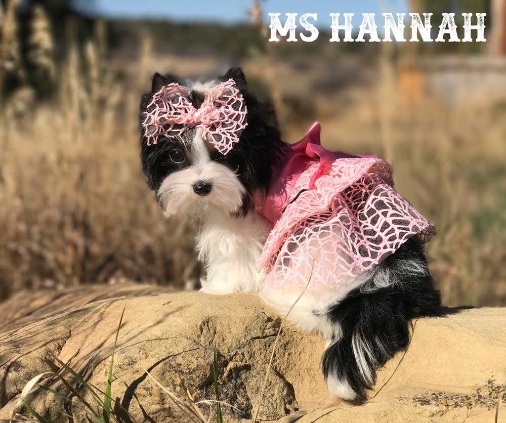 Ms Hannah Mini Biewer Terrier Girl