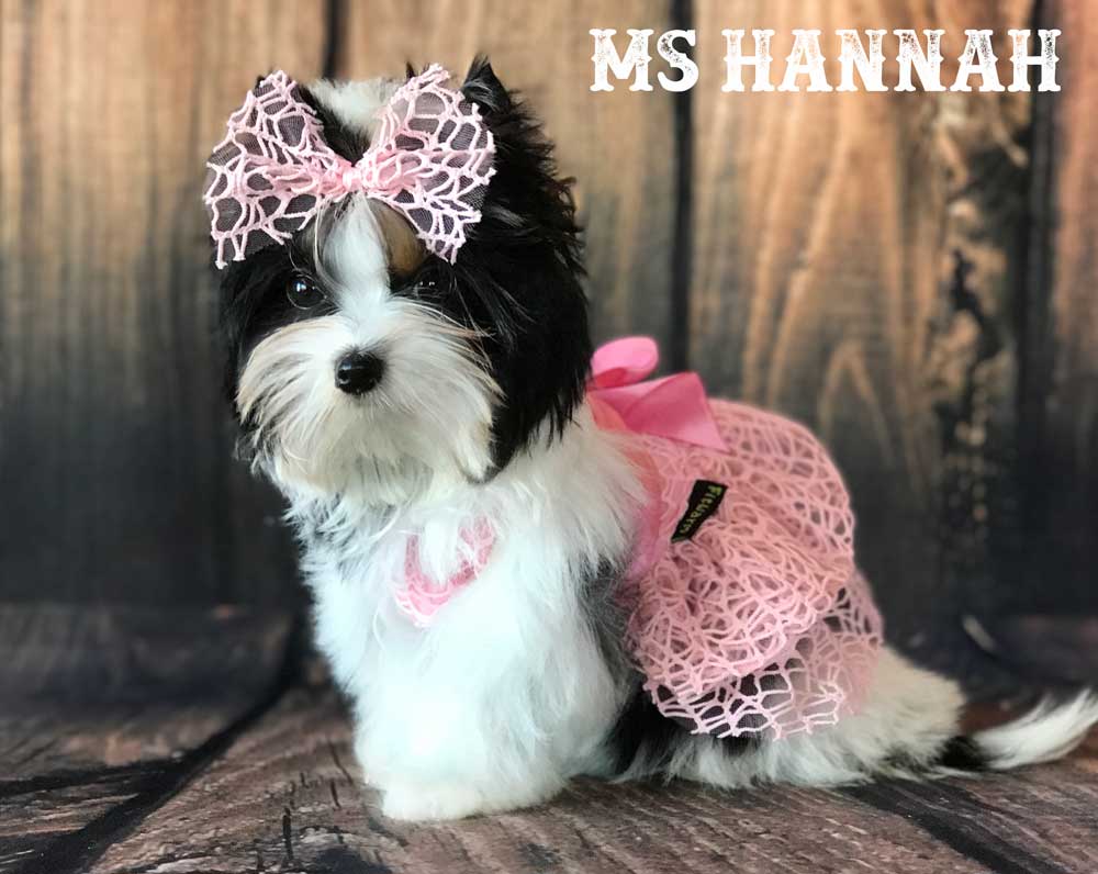 Ms Hannah Mini Biewer Terrier Girl