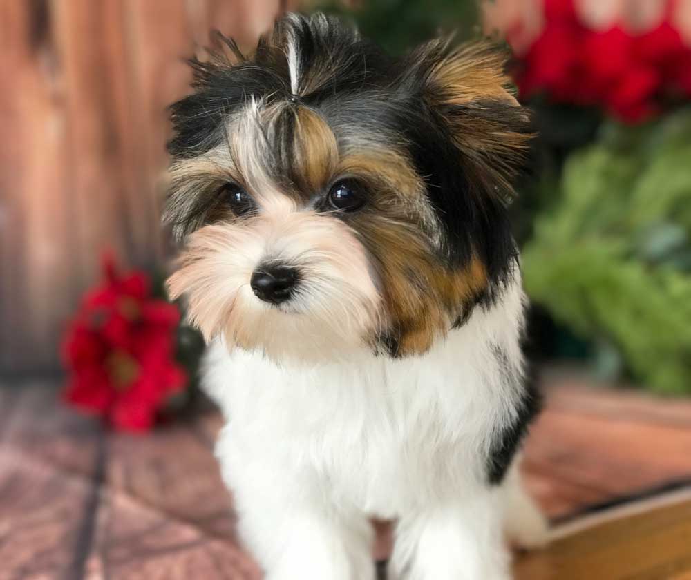 Sir Hunter AKC Biewer Terrier Boy