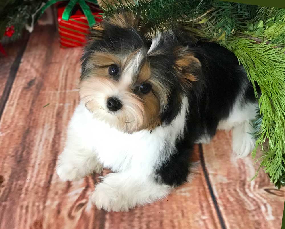 Hunter Biewer Terrier