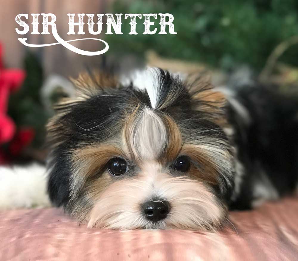 Sir Hunter AKC Biewer Terrier Boy
