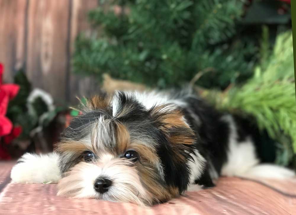 Sir Hunter AKC Biewer Terrier Boy