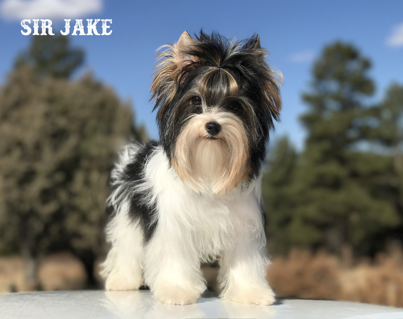 Sir Jake Biewer Terrier Boy