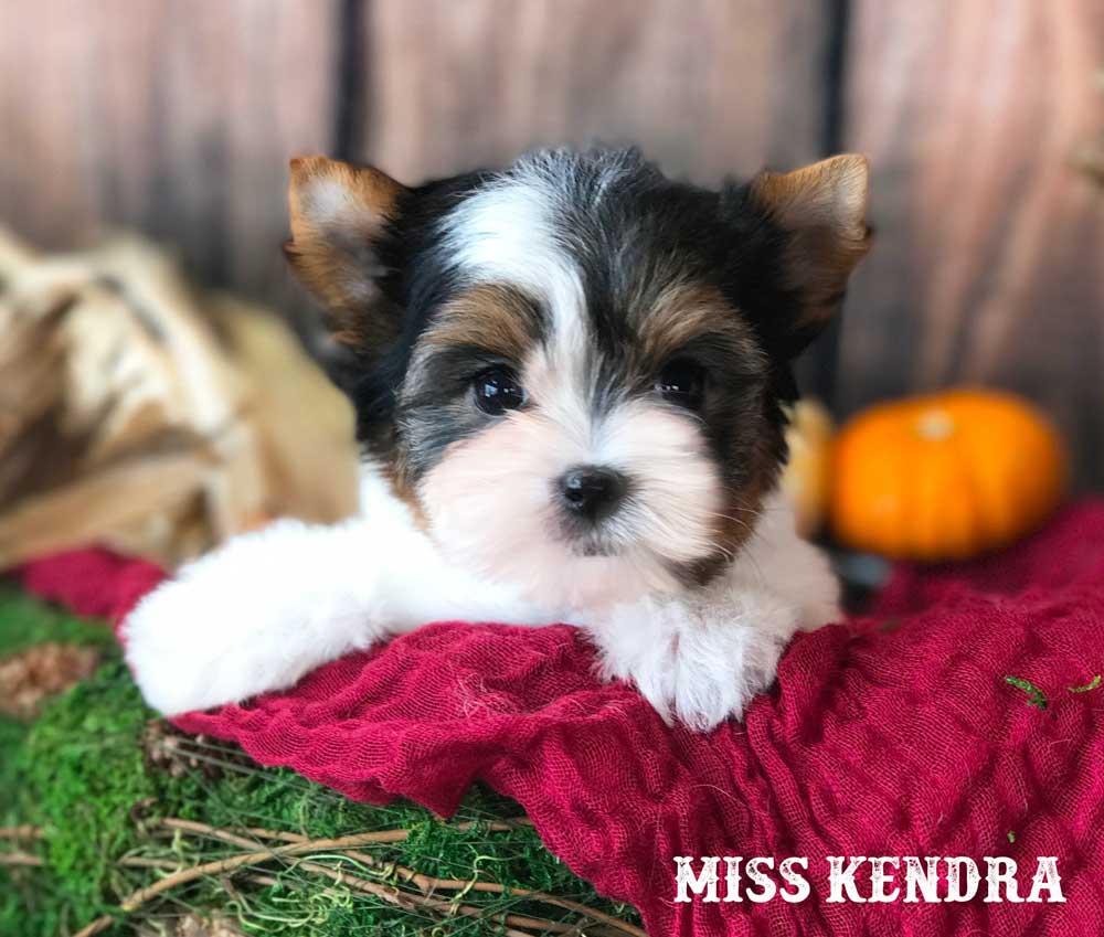 Miss Kendra Standard Biewer Terrier Girl