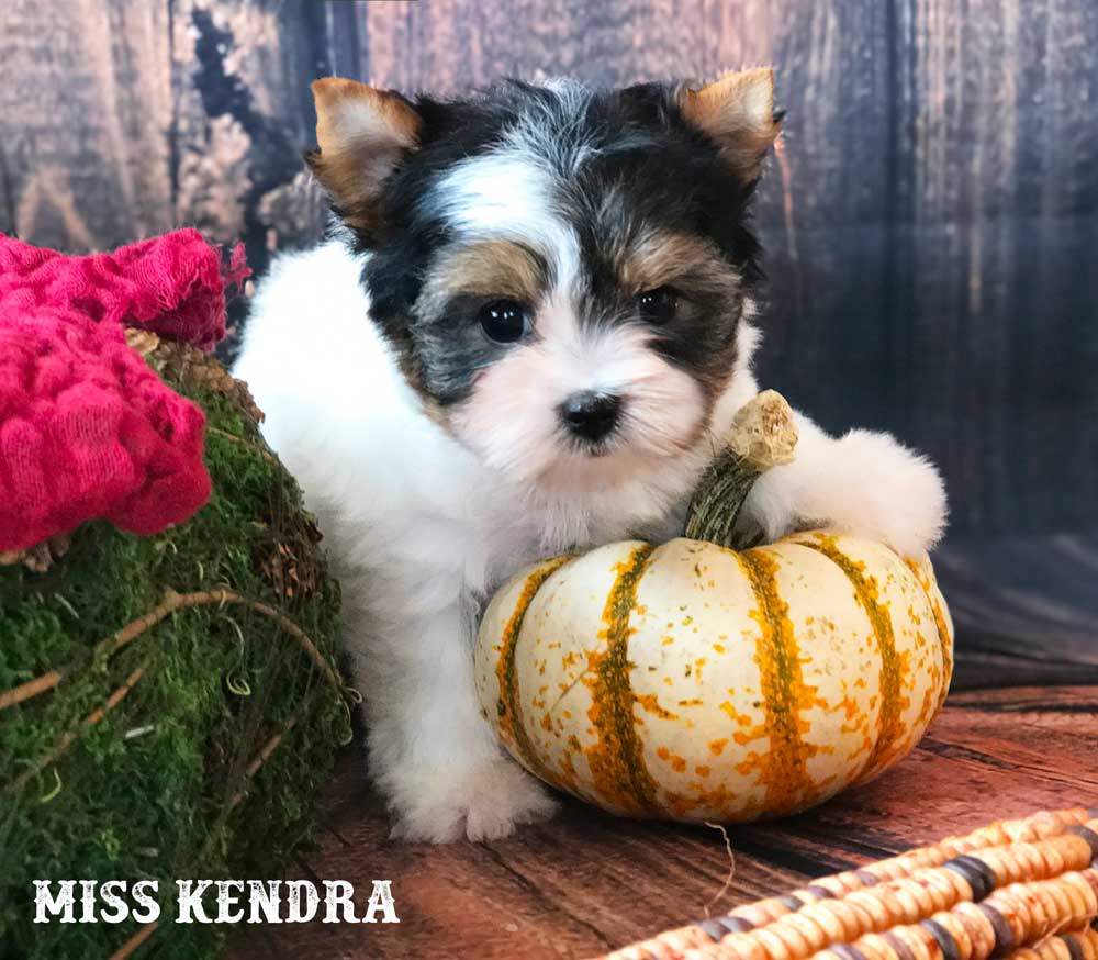 Miss Kendra Standard Biewer Terrier Girl
