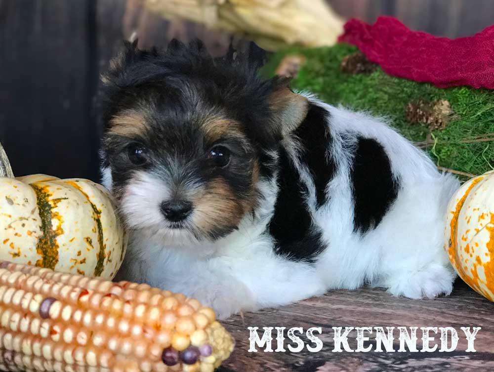 Kennedy AKC Biewer Terrier Girl