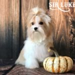Sir Luke Golddust Boy Puppy