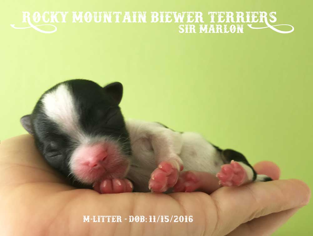 Marlon Biewer Terrier