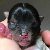 Marlon Biewer Terrier