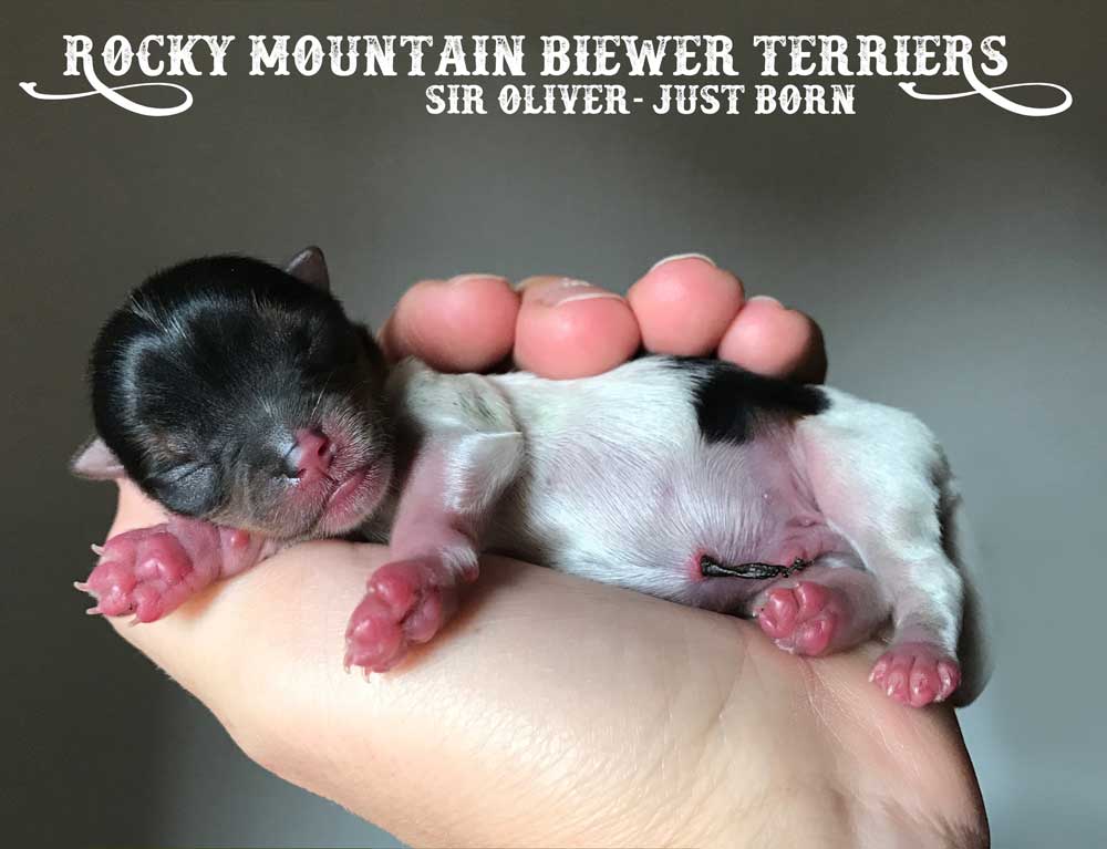 Sir Oliver AKC Biewer Terrier Boy