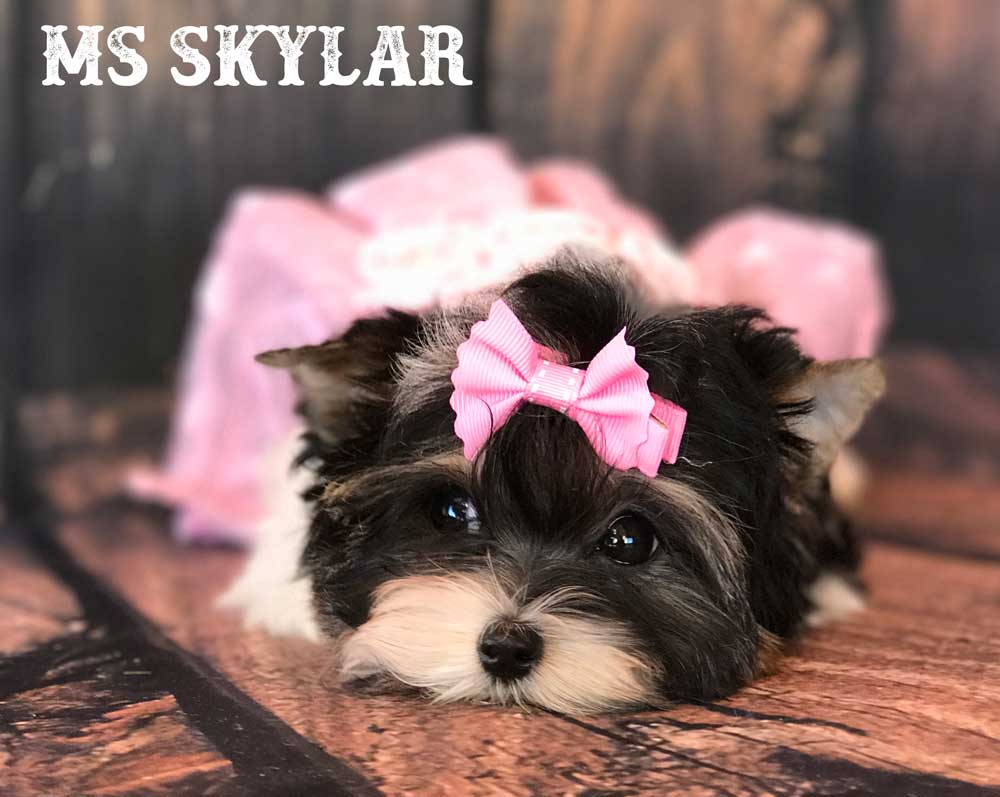 Ms Skylar Mini Biewer Terrier Girl