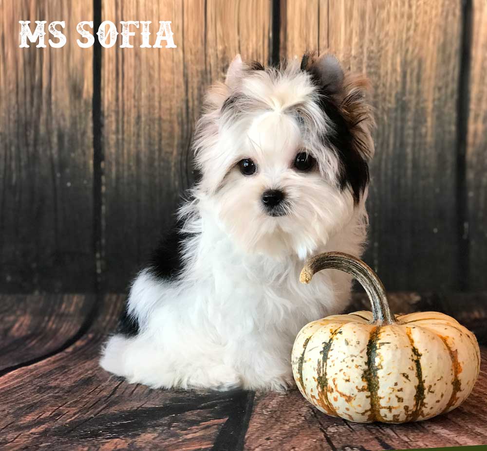 Ms Sofia white face Biewer Terrier Girl