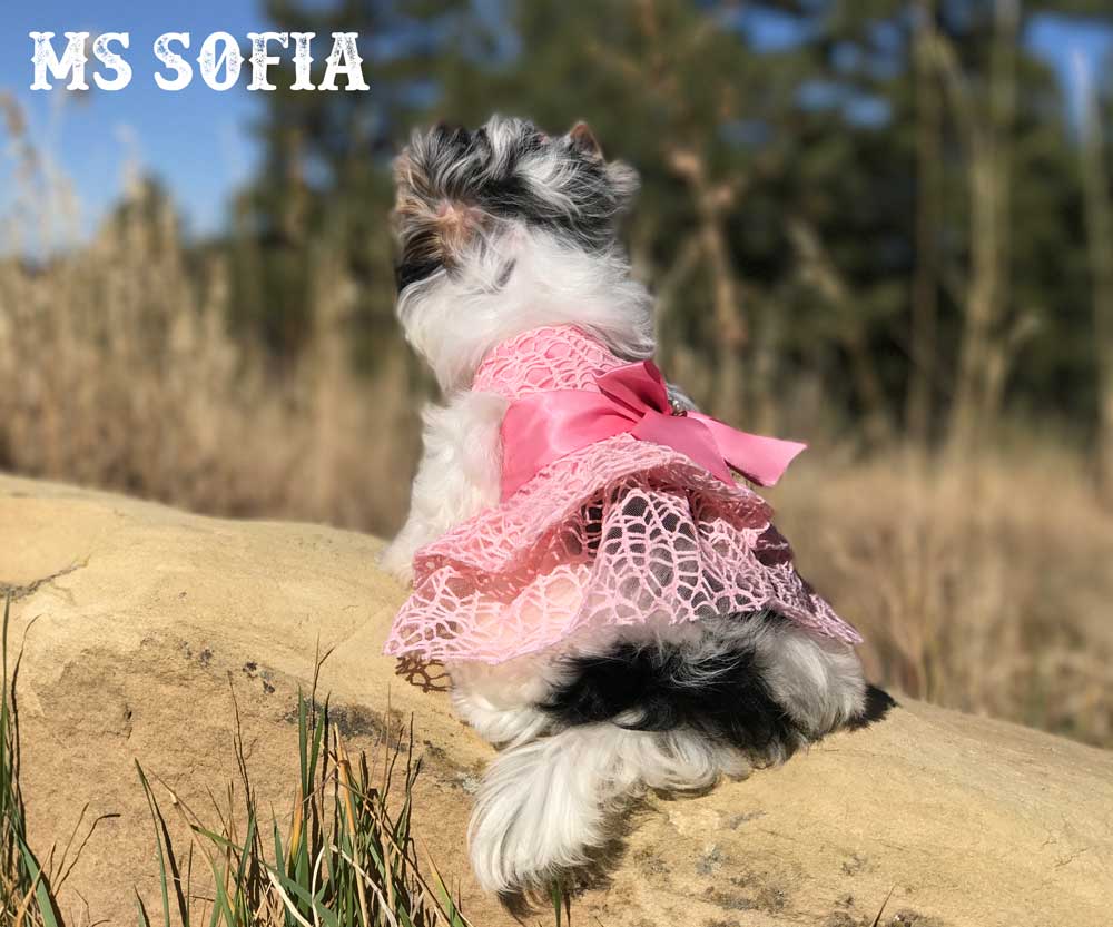 Ms Sofia white face Biewer Terrier Girl