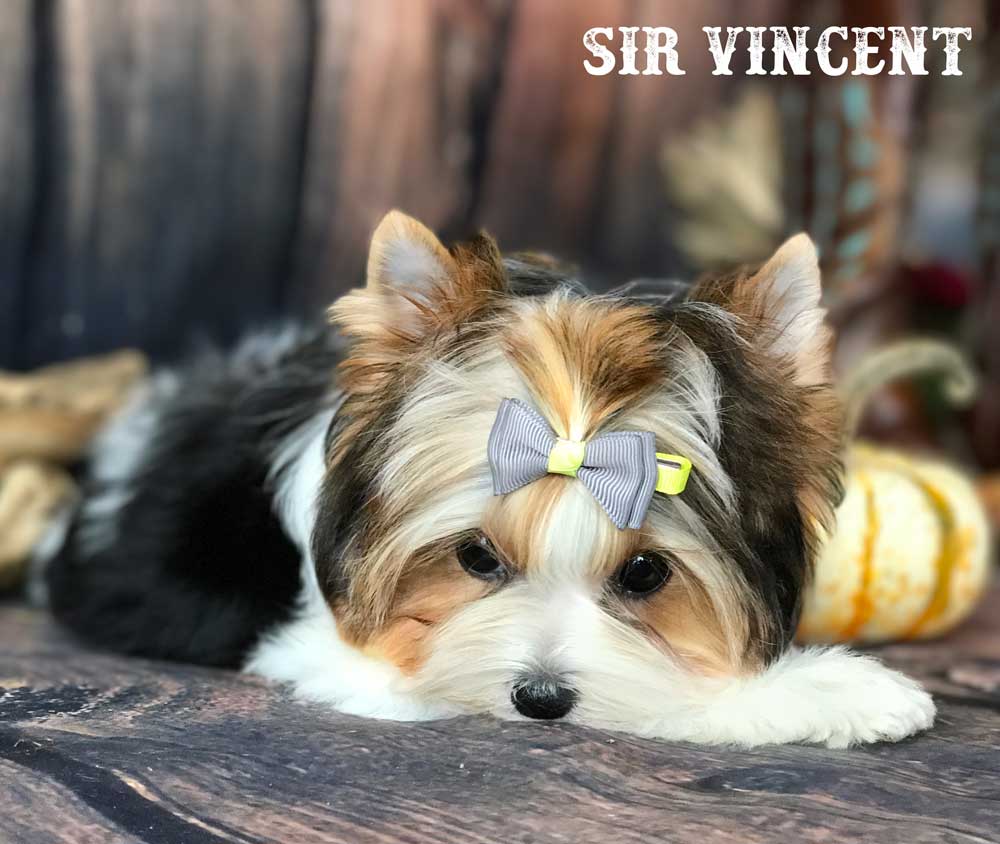 Sir Vincent Biewer Terrier Boy