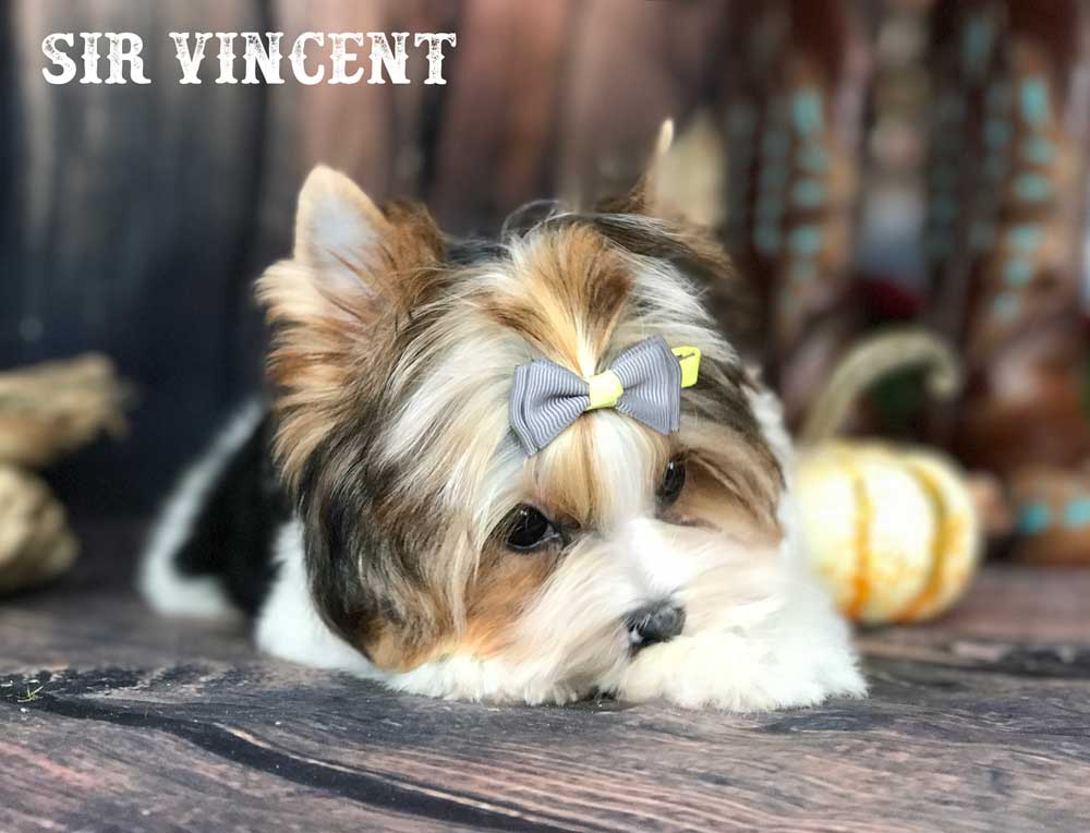 Sir Vincent Biewer Terrier Boy