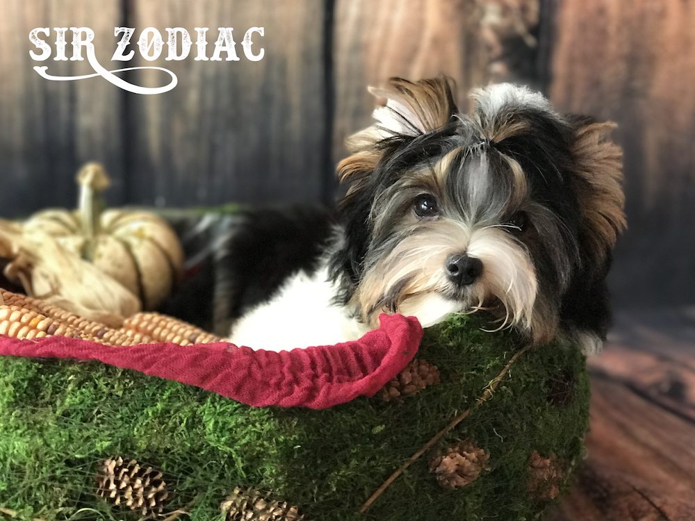 Sir Zodiac Biewer Terrier Boy
