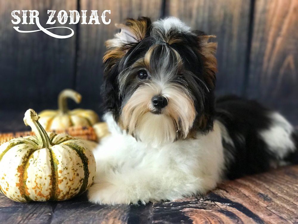 Sir Zodiac Biewer Terrier Boy