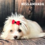 Miss Amanda GoldDust Girl