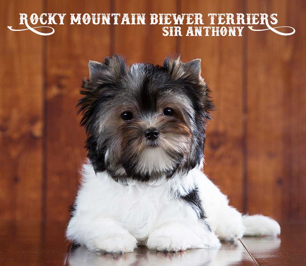 Sir Anthony Biewer Terrier Boy